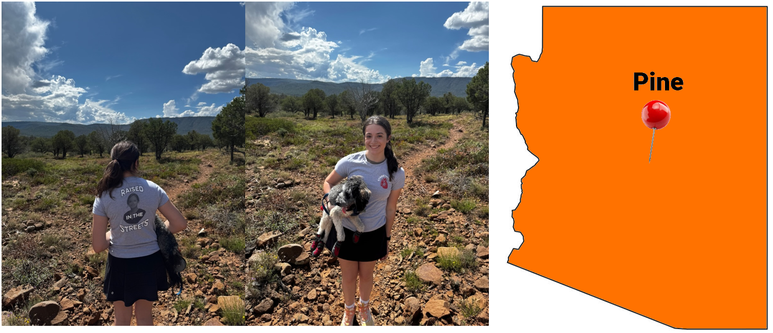 Pine Arizona